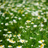 Chamomile Lawn (Anthemis Nobilis) – Plug Plants